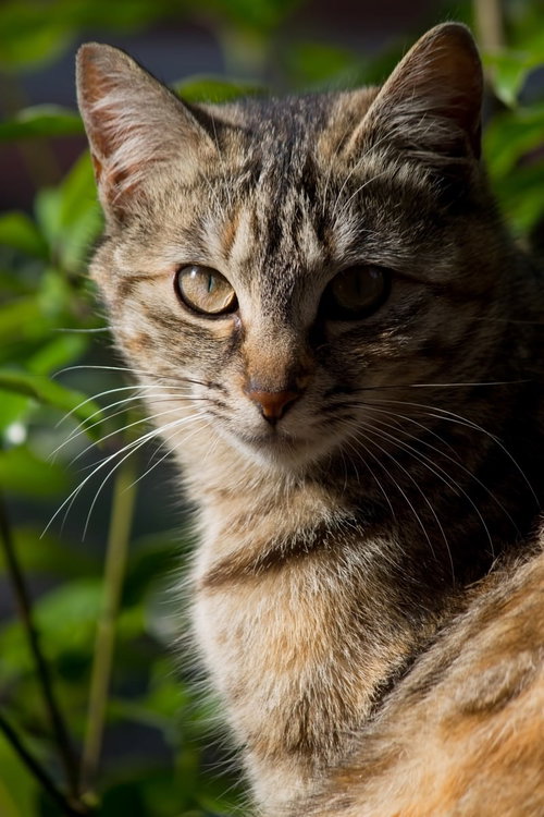 金色の目で正面を向きこちらを睨む厳しい表情の猫