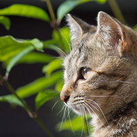 窓辺から遠くを見つめる猫の横顔の写真