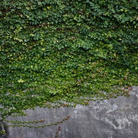 古い壁面を覆うように這って伸びるツタの緑の写真
