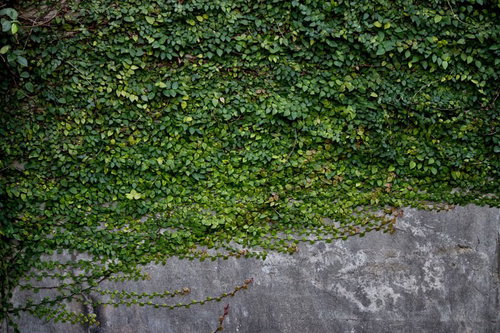 古い壁面を覆うように這って伸びるツタの緑