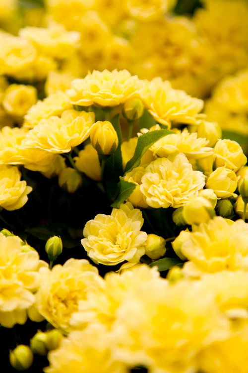 小さな花が密集して咲く黄色いモッコウバラ