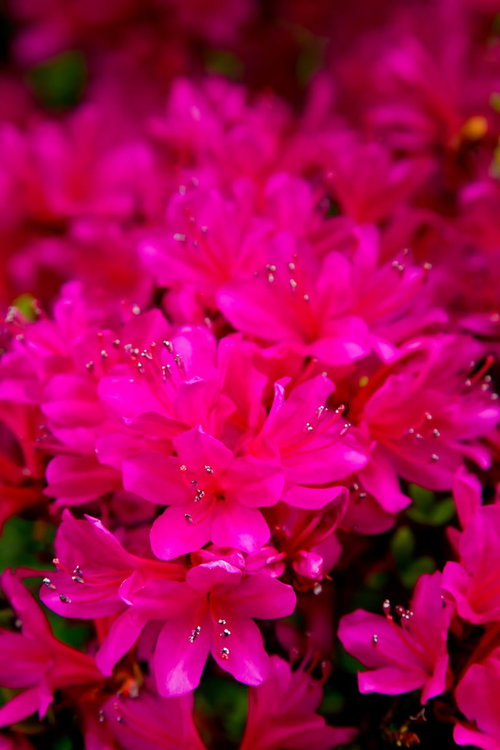 緑の葉に囲まれて咲く紫色のつつじの花