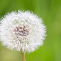 たんぽぽのまんまるわたげの写真
