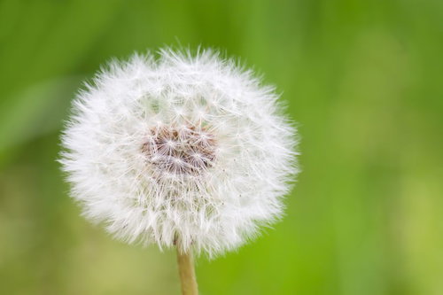 種がまだ残るたんぽぽのまんまるわたげの接写