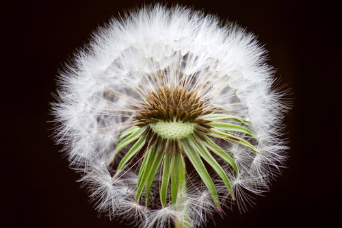 丸いふわふわの綿毛が広がるわたげのアップ