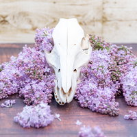 紫色のライラックと白い動物の頭骨のアンティーク装飾の写真