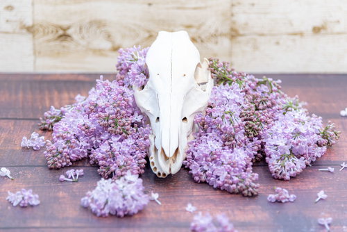 紫色のライラックと白い動物の頭骨のアンティーク装飾