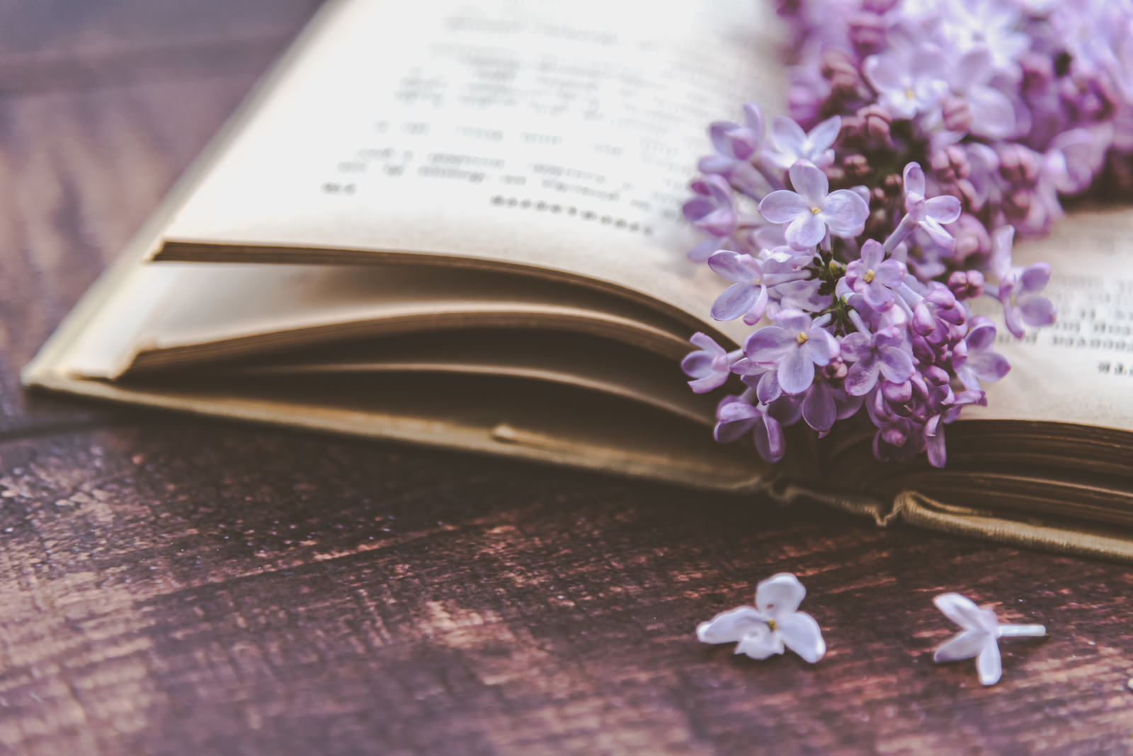 木製テーブルの上で開かれた古い洋書に紫色のライラックの花が置かれている様子