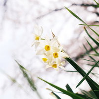 白い花びらの水仙の春の季節の写真