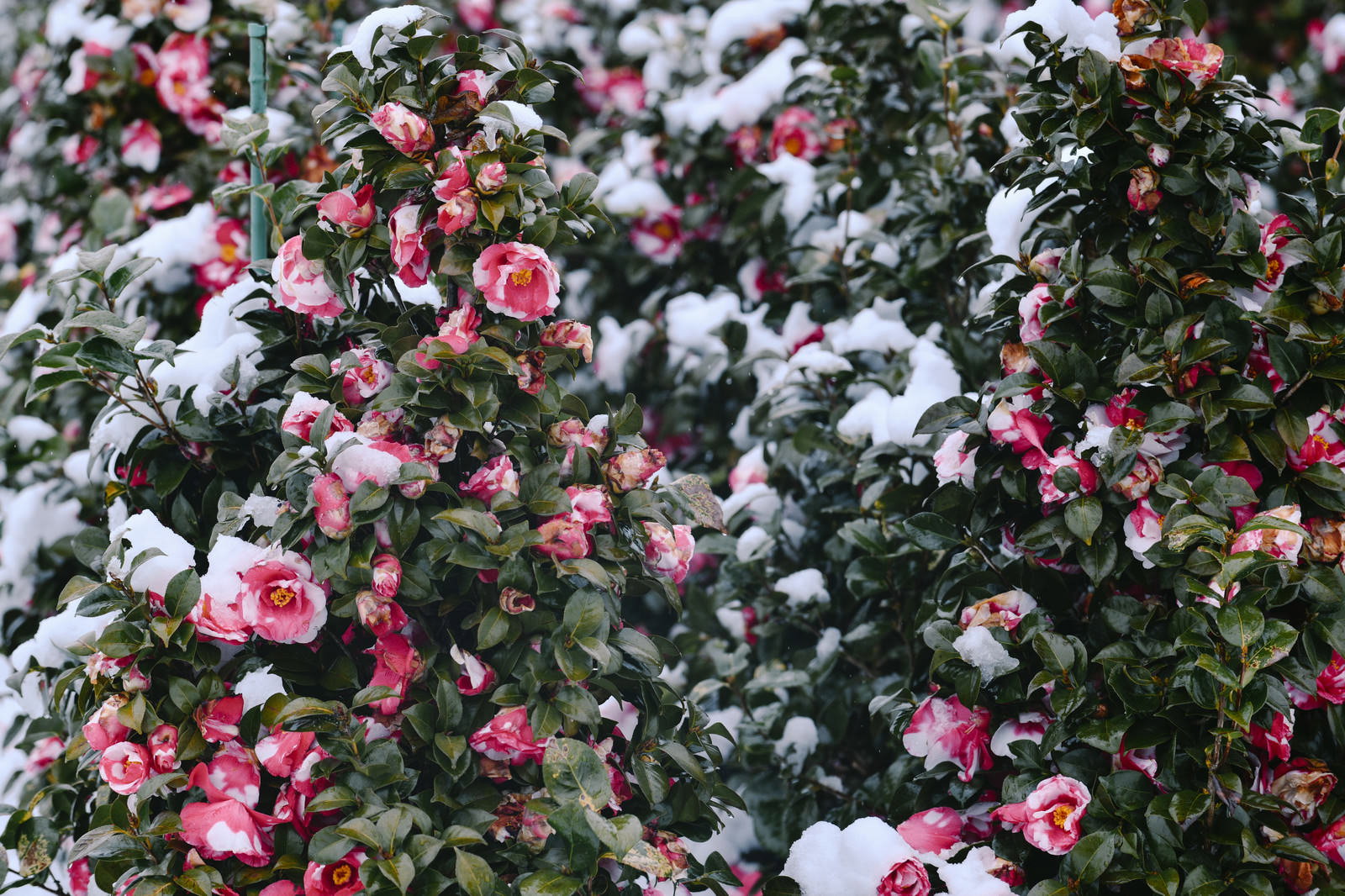 雪に覆われた椿の木に咲く鮮やかなピンクの花