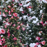 雪が降り積もる日に咲く椿の花の写真