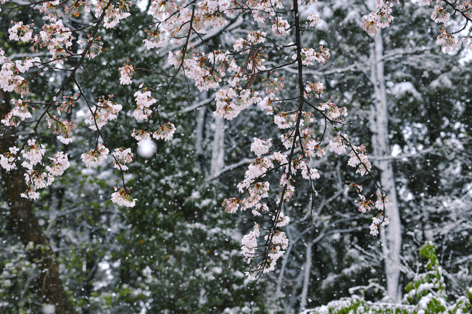 Branches of a cherry tree (Sakura) bearing numerous delicate pink flowers in the snow. The background is covered white with snow.
