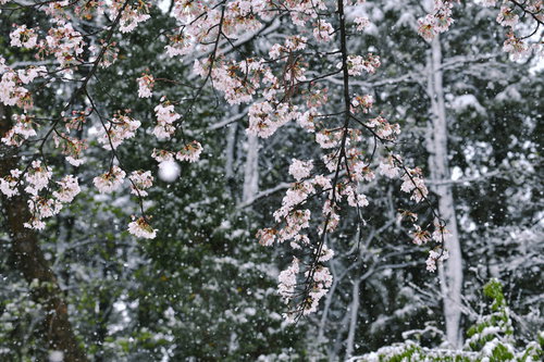 雪の中でけなげに咲く満開の桜、降雪と春の共演