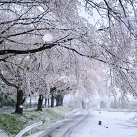 雪が積もった芝川沿いの桜並木とタイヤ跡が残る冬の道路の写真