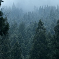 雲の中でだんだんと消えゆく杉林の風景の写真