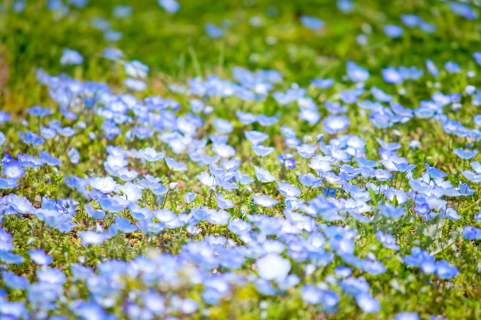緑の間に咲く青い小さな花