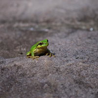 アスファルトの路面にちょこんと座る小さなアマガエルの写真