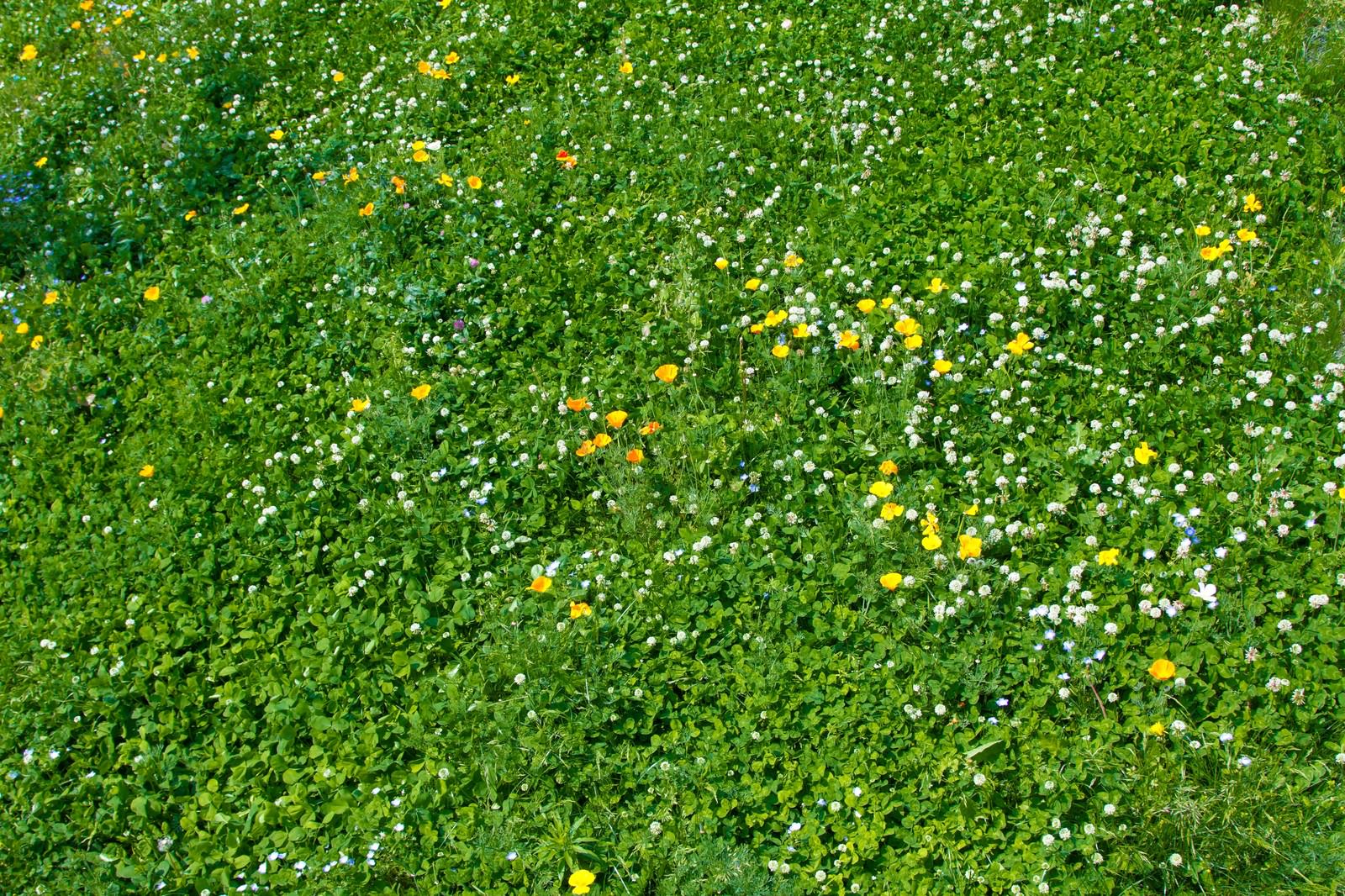シロツメグサが咲く緑の草原