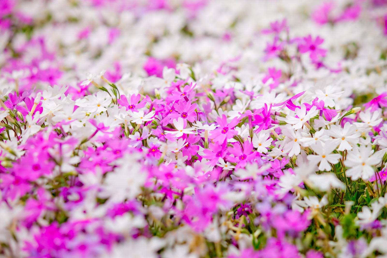 ピンクと白の花が一面に咲く花畑