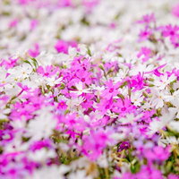 見渡す限りピンクと白の花が一面に咲く花畑の写真