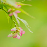 枝先から生え始めた小さな楓のつぼみと若葉の写真