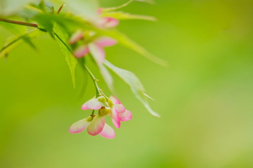 枝先から生え始めた小さな楓のつぼみと若葉