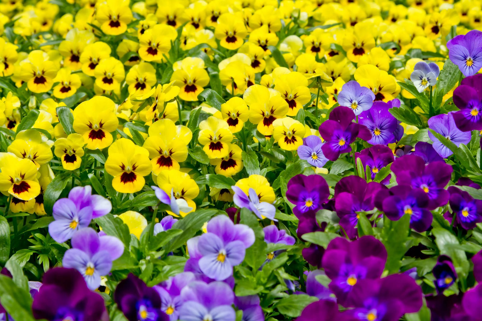 黄色と紫のパンジーの花壇