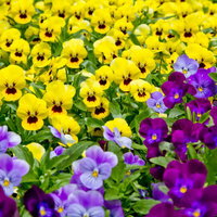 並んで咲く黄色と紫のパンジーの花壇の写真