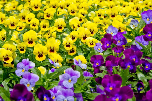 並んで咲く黄色と紫のパンジーの花壇