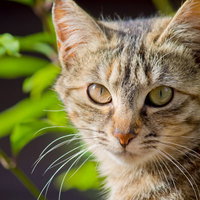 緑の目でこちらをじっと見つめる猫の正面顔の写真
