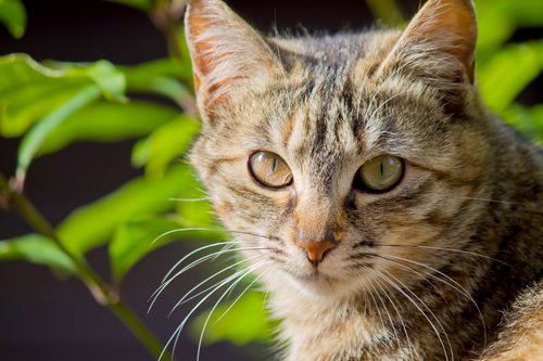 緑の目でこちらをじっと見つめる猫の正面顔