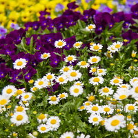 白いノースポールと黄色いパンジーが混ざる春の花壇の写真