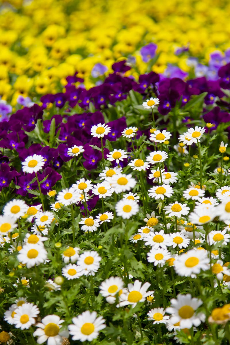 ノースポールとパンジーの花壇