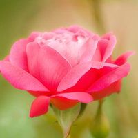 光を受けて花びらが透けるピンクの薔薇の接写の写真