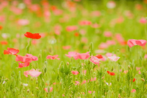 赤やオレンジの花が一面に咲くポピー畑
