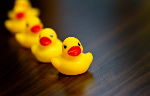 木の床に一列に整列するあひるちゃん