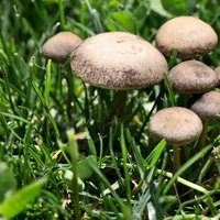 緑の芝生の中からひょっこり生えるキノコの写真