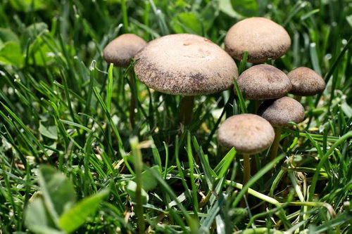 緑の芝生の中からひょっこり生えるキノコ