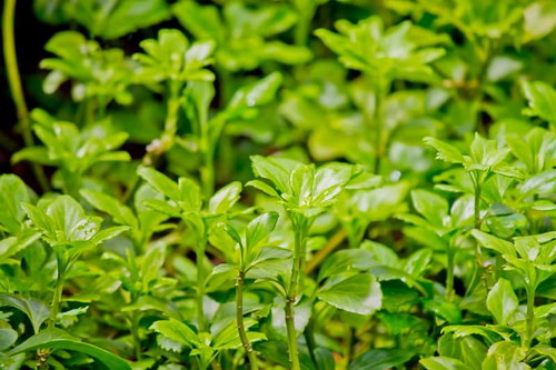 枝先から伸び始めた明るい緑の新芽の葉