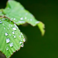 雨上がりに光を反射する水滴がついた緑の葉の写真