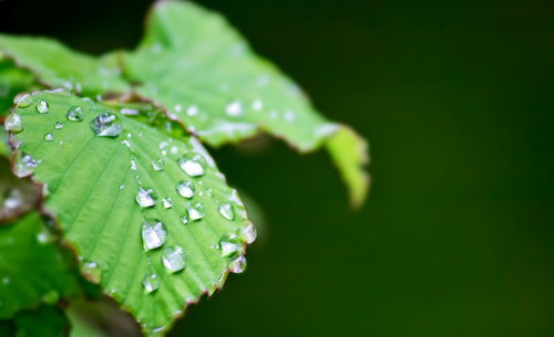 雨上がりに光を反射する水滴がついた緑の葉