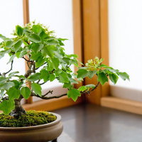 和室の障子の前に置かれた小さなかわいい盆栽の写真