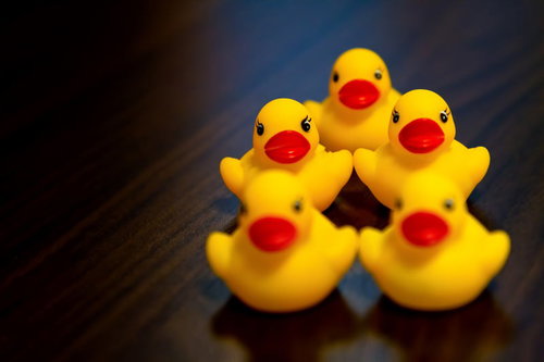 集団で固まるあひるちゃん