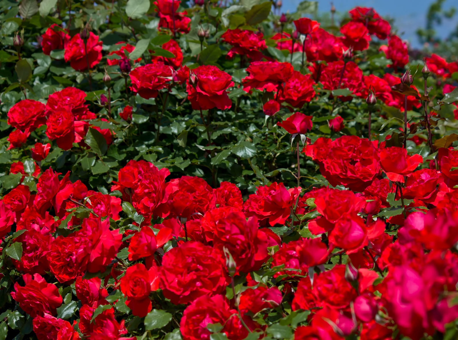 バラ園で満開に咲く赤い薔薇の群生