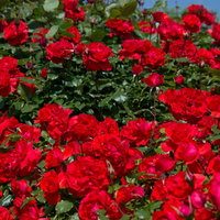 緑の葉に囲まれて花びらが開く赤い薔薇の接写の写真