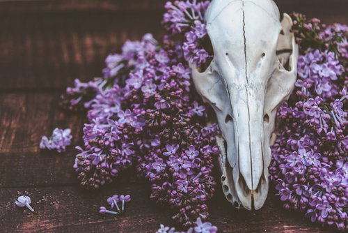 暗がりに咲くライラックと動物の頭骨のコントラスト