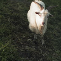 カメラを見つめる白いヤギが顔をうかがっているの写真