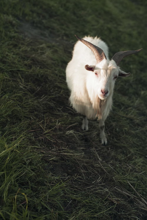 カメラを見つめる白いヤギが顔をうかがっている