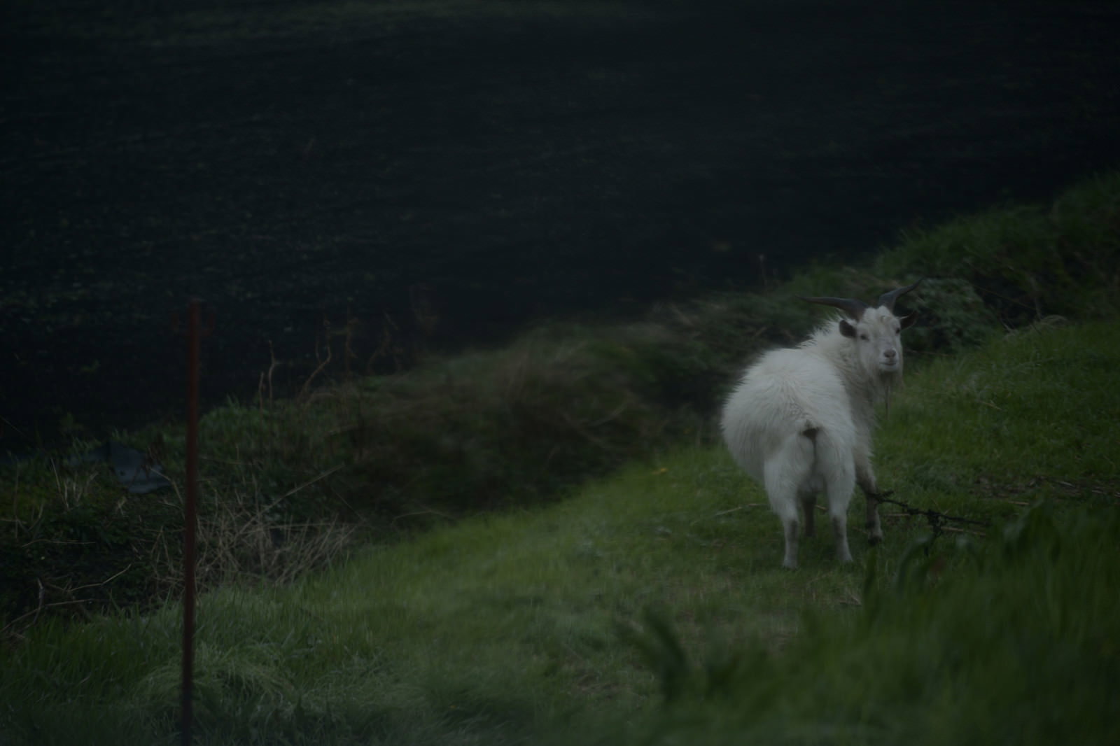 風雨の中、緑の草地で草を食べる白いヤギ