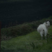 風雨の中で草を食べていた白いヤギの写真